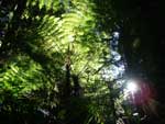 Forest Tree Ferns
