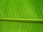Leaf Banana 1