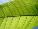 Leaf Tamarind