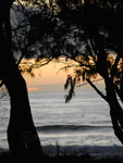 Beach Casurina Silhouette Australia