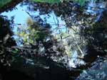 Creek Reflections 2