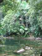 Creek Tropical 2
