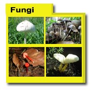 Fungi Photos, Fungi Images