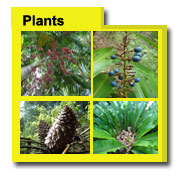 Plants Photos, Plant Images