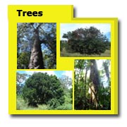 Australian Tree Photos, Native Tree Images