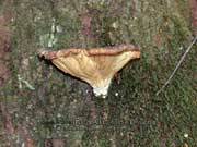 Scytinotus longinquus gills