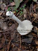 Amanita ananiceps