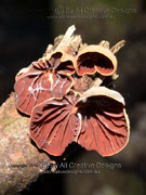 Anthracophyllum archeri close-up
