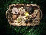 Basket of boletes