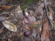 Cortinarius species