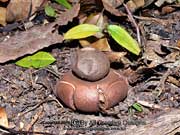 Geastrum triplex