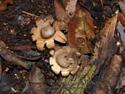 Earth Star Fungus Geastrum triplex