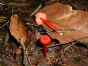 Hygrocybe firma