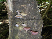 Jelly Fungi