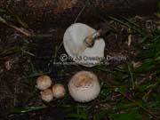 Macrolepiota clelandii