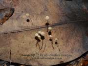 Marasmius crinis-equi Horse Hair Fungus