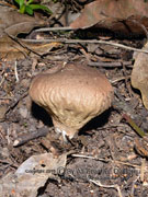 Puffball Mushroom Scleroderma verrucosum