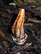 Stinkhorn Pseudocolus fusiformis