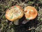 Suillus luteus