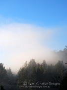 Forest Mist NSW