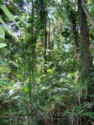 Tropical Rainforest Australia