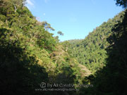 Tropical Rainforest Cairns Australia