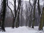 Snow Tree Alley