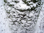 Snow Tree Alley