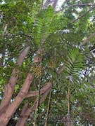 MacArthur Palm Ptychosperma macarthurii