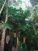 Licuala ramsayi Queensland Fan Palm