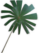 Queensland Fan Palm on white background