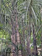 Australian Arenga Palm Arenga australasica.jpg