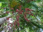 Bangalow Palm Fruit Archontophoenix cunninghamiana