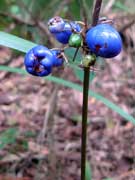 Blue Flax Lily Dianella caerulea
