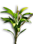 Broad-leaved Palm Lily Cordyline rubra