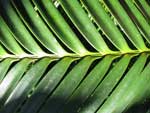 Lepidozamia peroffskyana Burrawang Palm