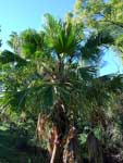 Cabbage Palm Tree Livistona australis
