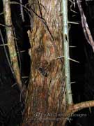 Cockspur Thorn Maclura cochinchinensis