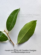 Cockspur Thorn Maclura cochinchinensis Leaves