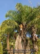 Cocos Palm