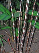 Costus stenophyllus