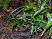 crisped Silkpod Parsonsia lilacina