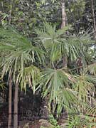 Dwarf Fan Palm Livistona muelleri