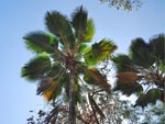 Fidjian Palm Pritchardia pacifica