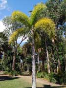 Foxtail Palm Wodyetia bifurcata