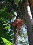 Foxtail Palm Fruit Wodyetia bifurcata