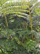 Giant Fern Angiopteris evecta