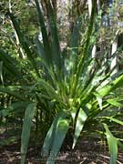 Giant Spear Lily Doryanthes palmeri