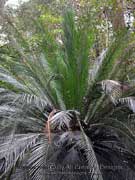 Macrozamia johsonii Pineapple Palm