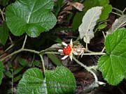 Molucca Bramble Rubus moluccanus
